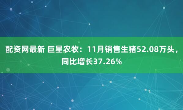 配资网最新 巨星农牧：11月销售生猪52.08万头，同比增长37.26%
