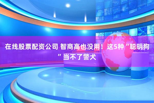 在线股票配资公司 智商高也没用！这5种“聪明狗”当不了警犬